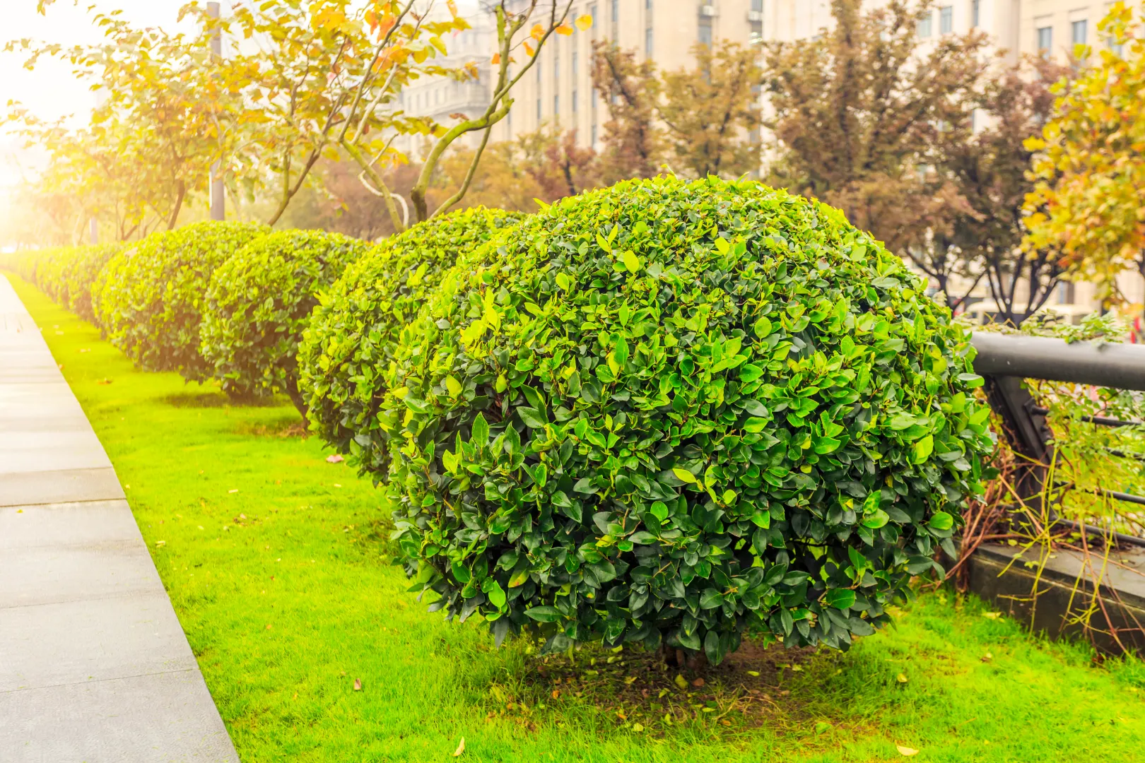 Round, neatly trimmed green shrubs line a sidewalk in an urban park, showcasing expert lawn care and thoughtful landscape design with grass and trees visible in the background.