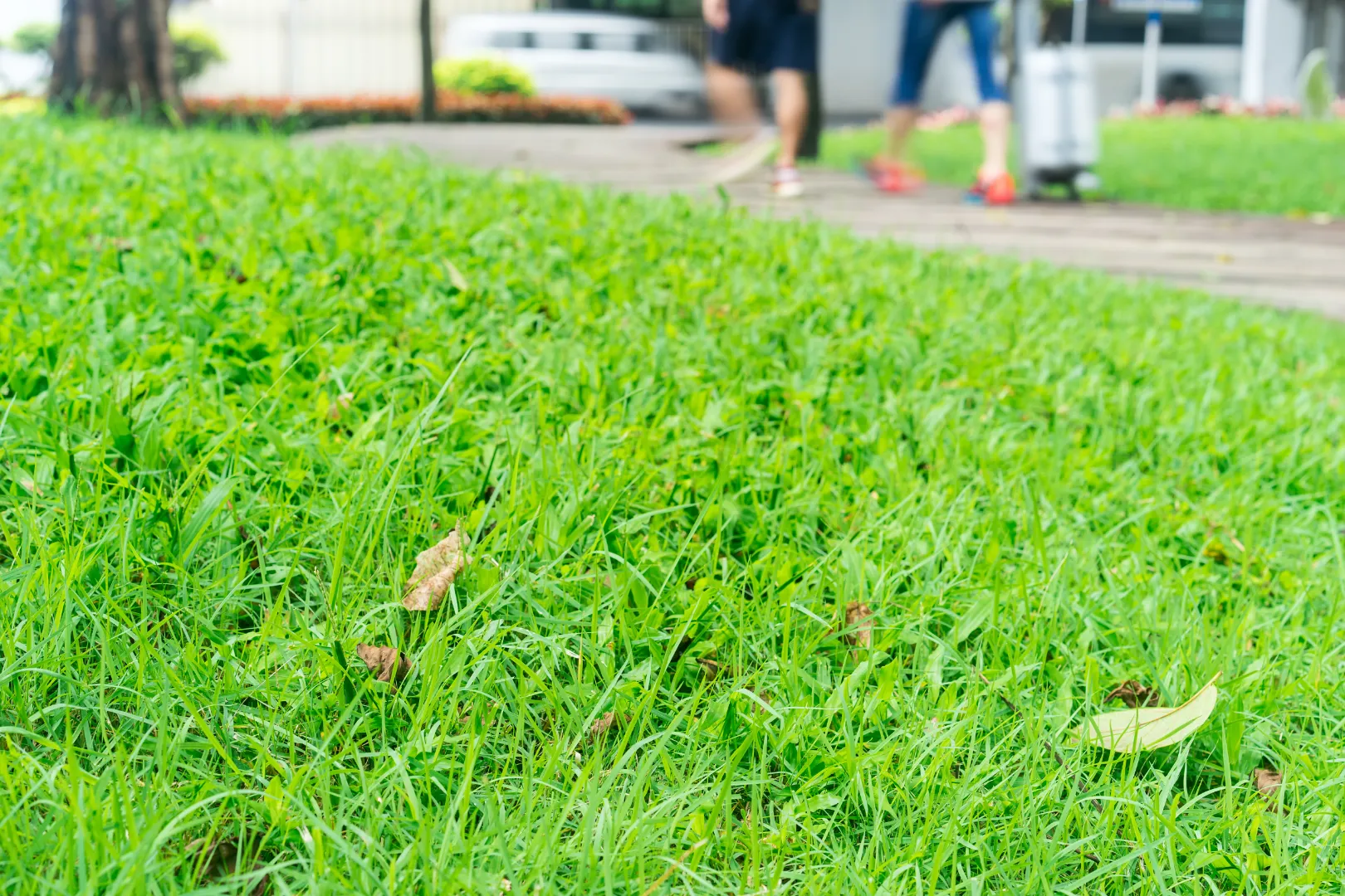 Close-up of green grass, showcasing meticulous lawn care, with two people walking on a paved path in the blurred background.