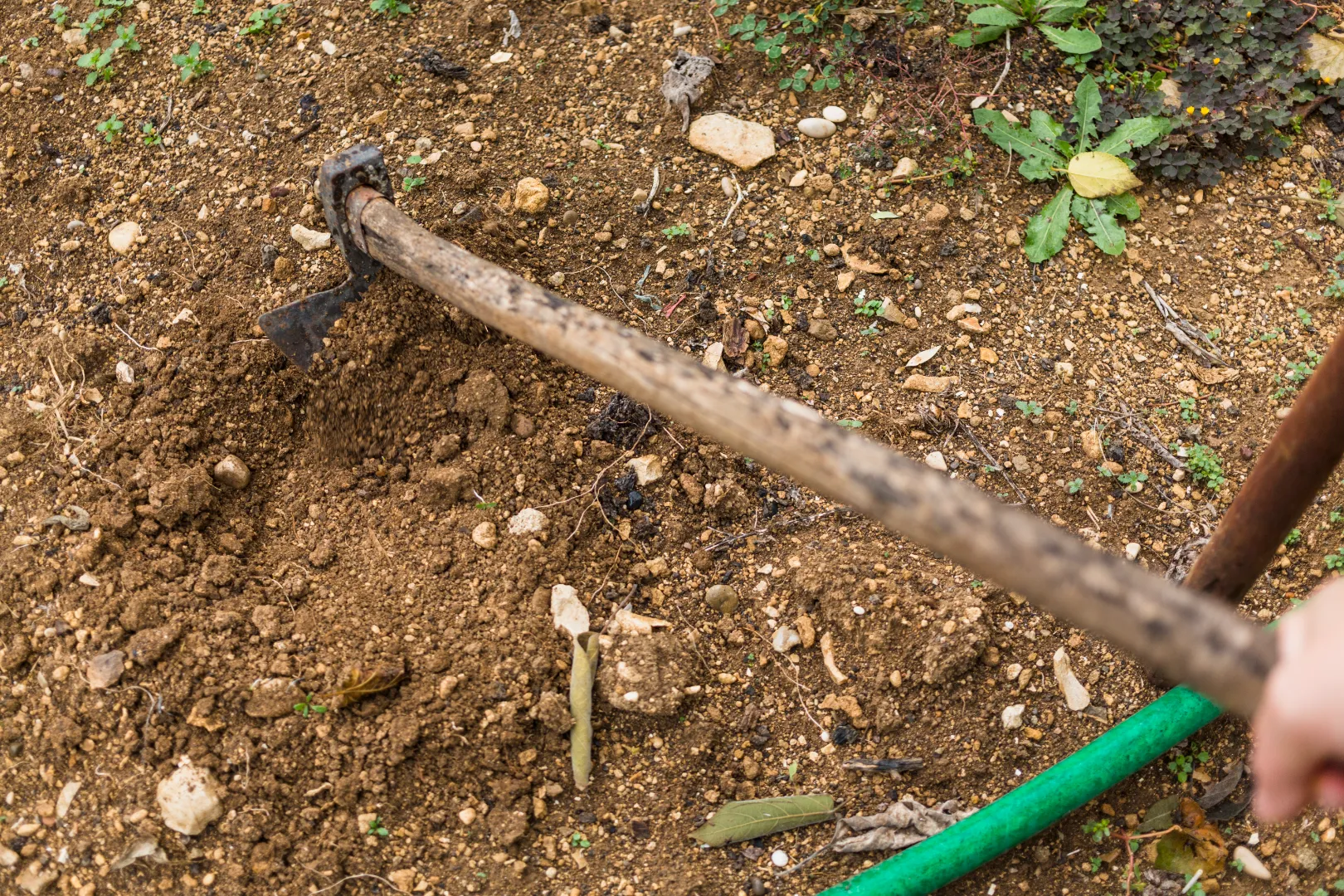 A person uses a hoe to dig in soil, with a green garden hose and some plants visible nearby—perfect for landscape or lawn care tasks.