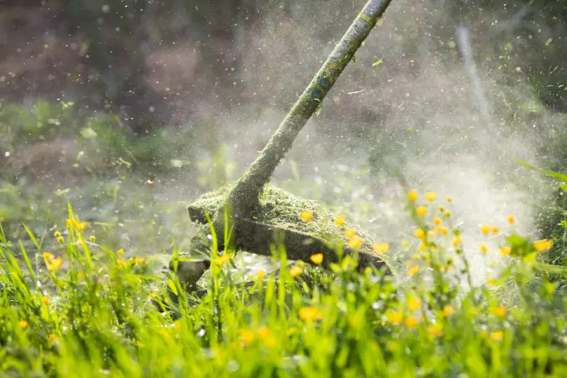 A string trimmer cutting through tall grass and yellow wildflowers, with grass clippings and debris flying in the air—a perfect scene of dedicated lawn care and landscape maintenance.