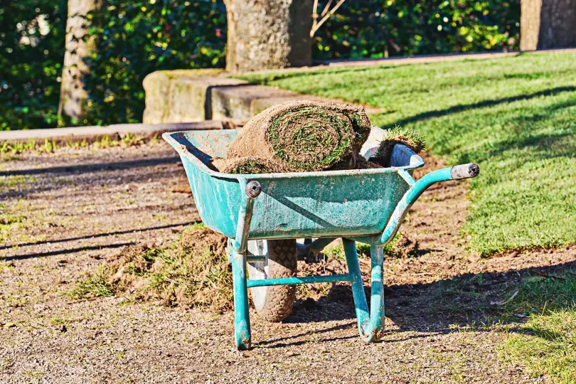 A blue wheelbarrow holding a rolled-up piece of sod is positioned on a gravel path near a grassy lawn and trees, illustrating the essentials of landscape and lawn care.